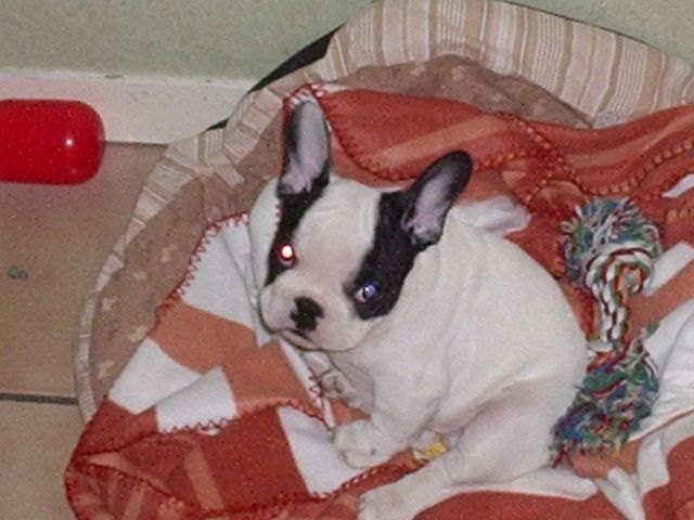 Je crois que j'ai fais une bêtise Je crois que j'ai fais une bêtise