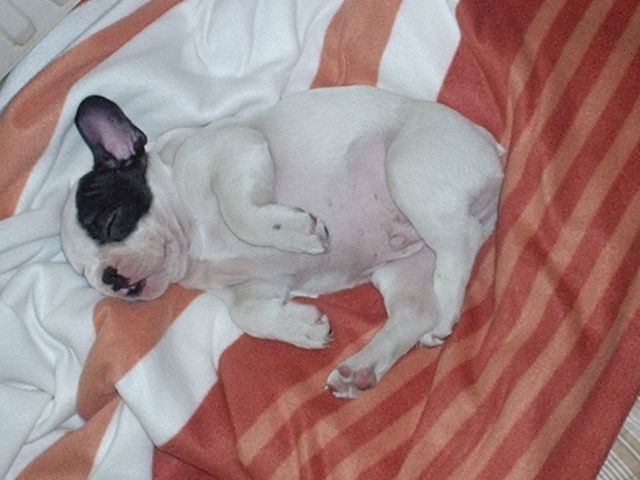 Un petit dodo avant ou après les bêtises Un petit dodo avant ou après les bêtises