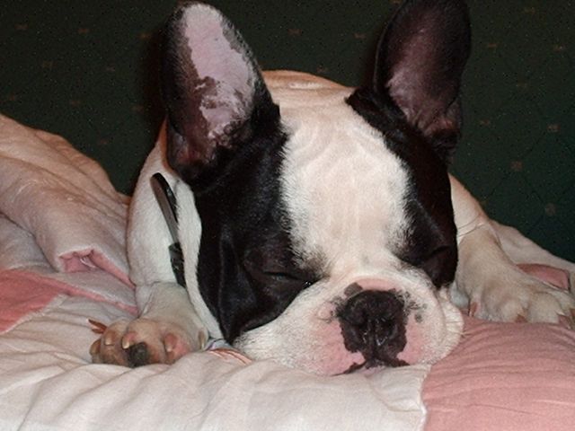 Un petit somme après la france rigolade de cet après midi au jardin Un petit somme après la france rigolade de cet après midi au jardin