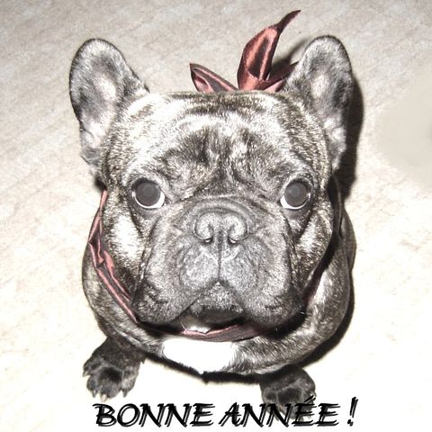 Bonne année de la part d'Arthus!