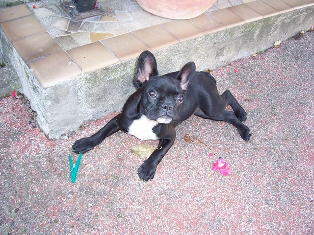 Astuce dans le jardin