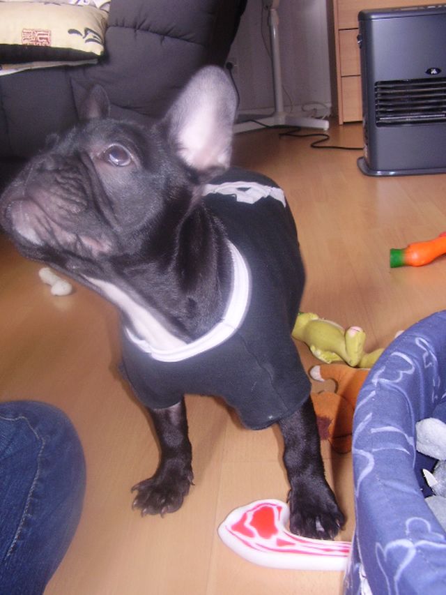 Je suis tro bo en t-shirt