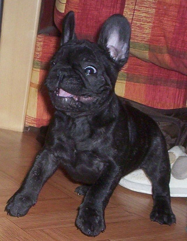 Notre capitaine touki