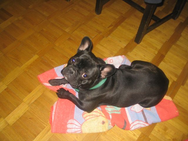 un_vrai_ptit_ange_n_est_ce_pas