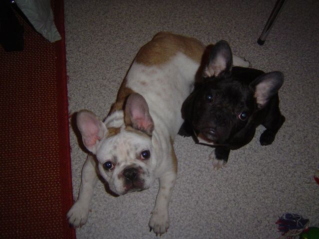 Bandy et Bijou inséparable