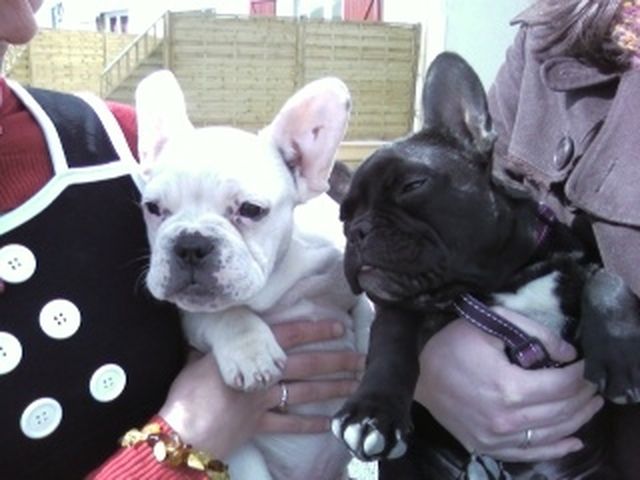 Bidule et son frère Blanco