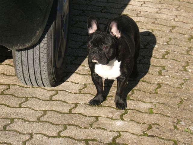 photo_1ere_expo_brehat_022