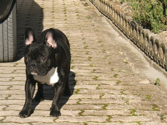 photo_1ere_expo_brehat_025