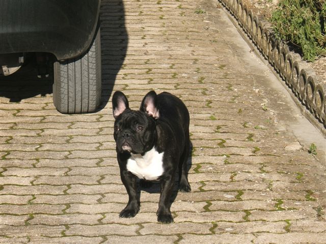 photo_1ere_expo_brehat_026