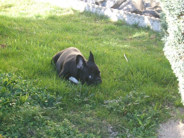 photo_1ere_expo_brehat_028