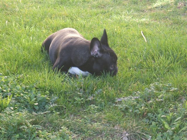 photo_1ere_expo_brehat_029