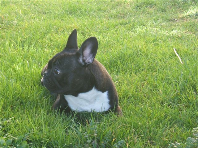 photo_1ere_expo_brehat_031