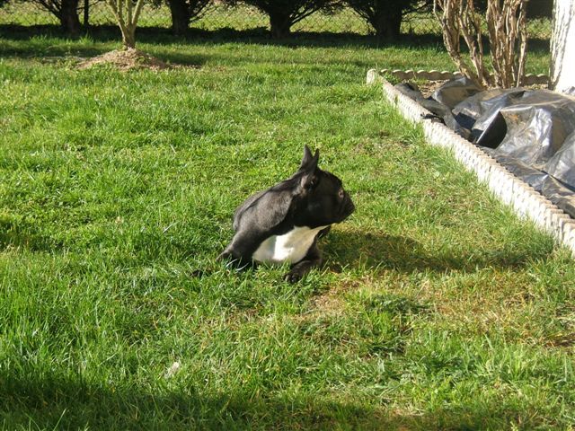 photo_1ere_expo_brehat_032