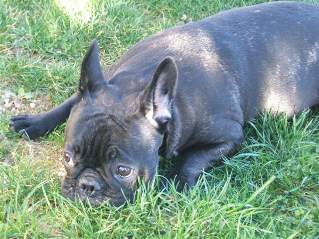 photo_1ere_expo_brehat_033