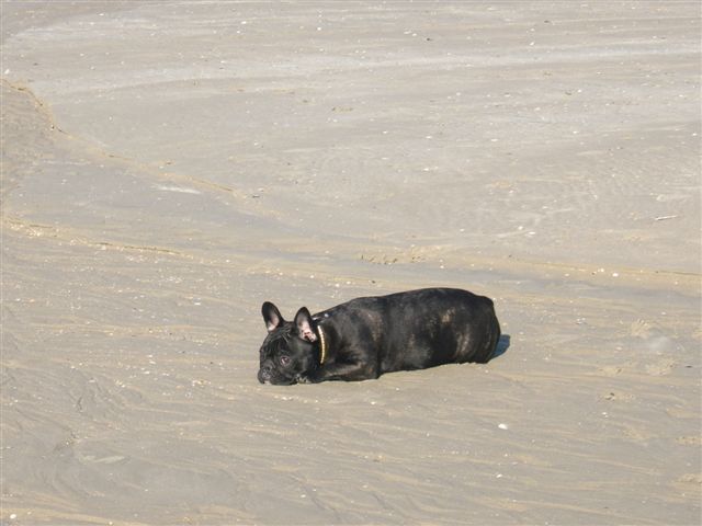 photo_1ere_expo_brehat_242