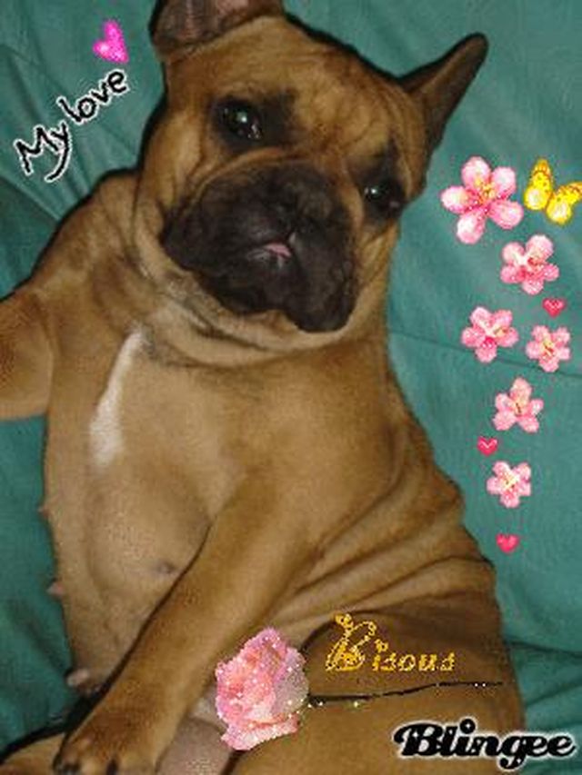 barber_bull_de_sabres