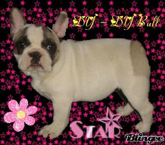 dy_dy_bull_de_sabres