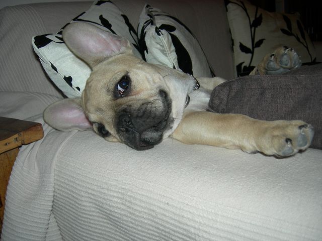 darius_348 darius_348