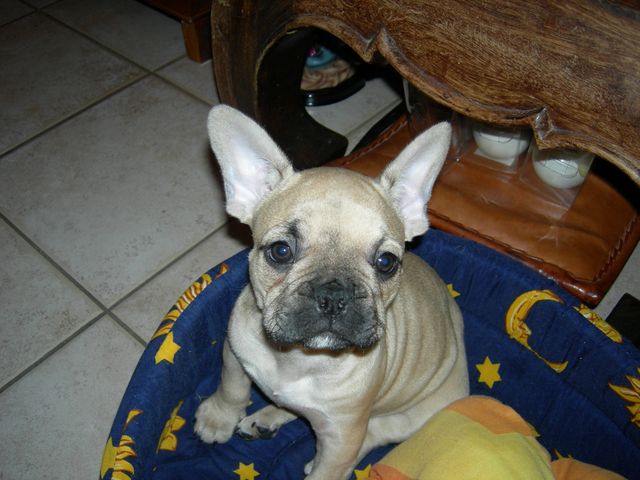 daruis_111 daruis_111