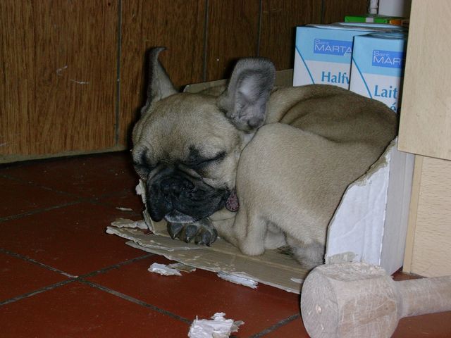 Sieste sur le carton!