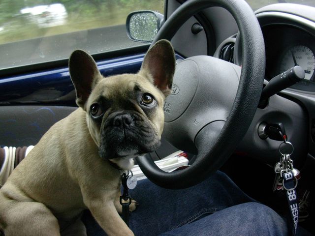 Et moi, je peux conduire?