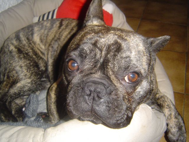 Boubou Doudou Boubou Doudou