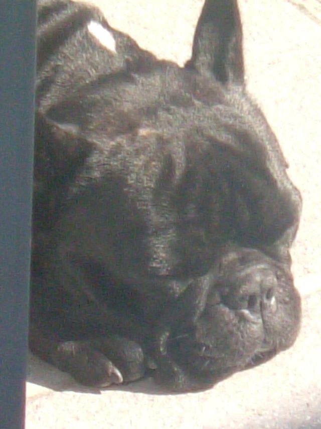 Dogs_and_co_668 Dogs_and_co_668