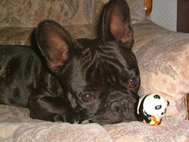 Dogs_and_co_676 Dogs_and_co_676