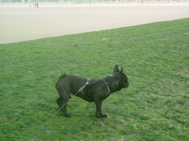 Dogs_and_co_685 Dogs_and_co_685