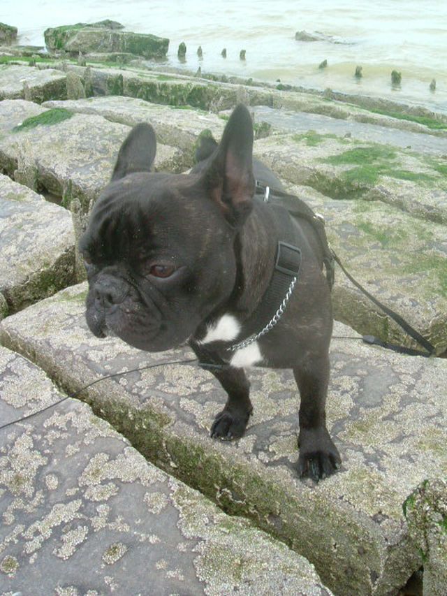 Dogs_and_co_687 Dogs_and_co_687