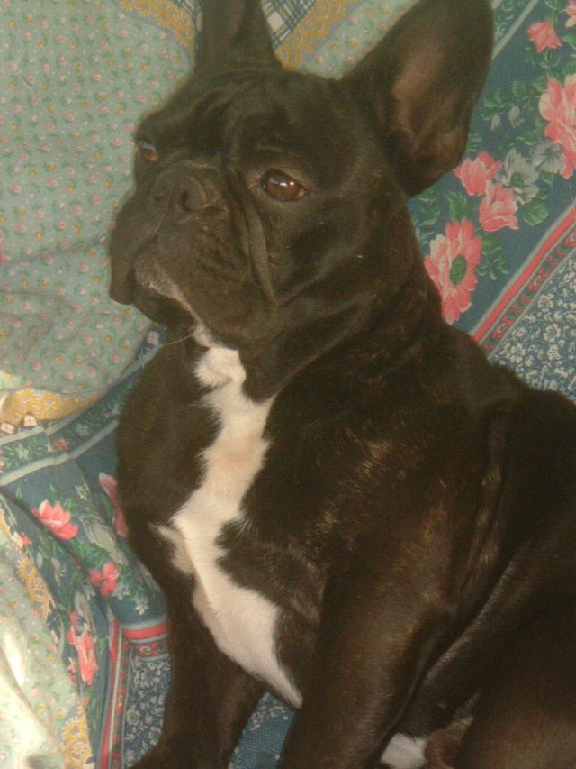 Dogs_and_co_694 Dogs_and_co_694