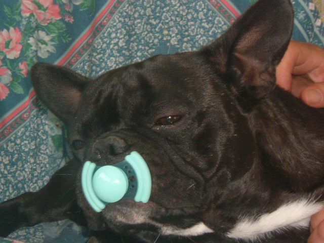 Dogs_and_co_714 Dogs_and_co_714