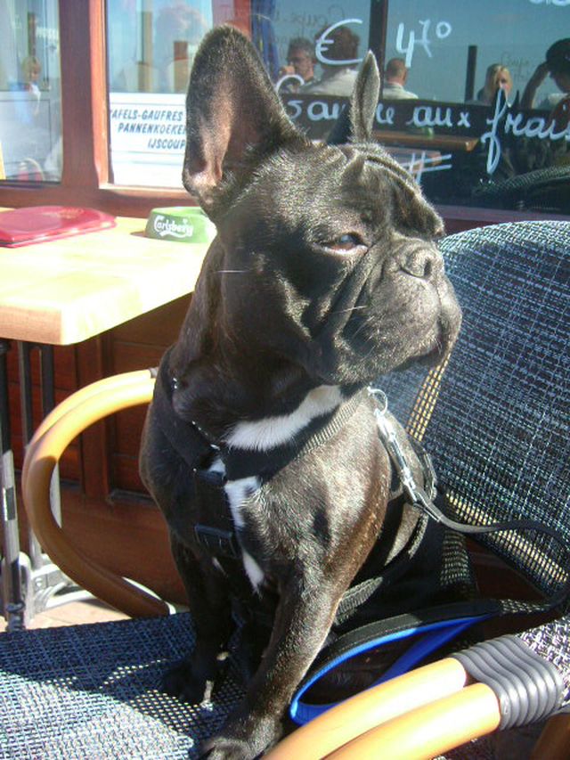 Dogs_and_co_720 Dogs_and_co_720