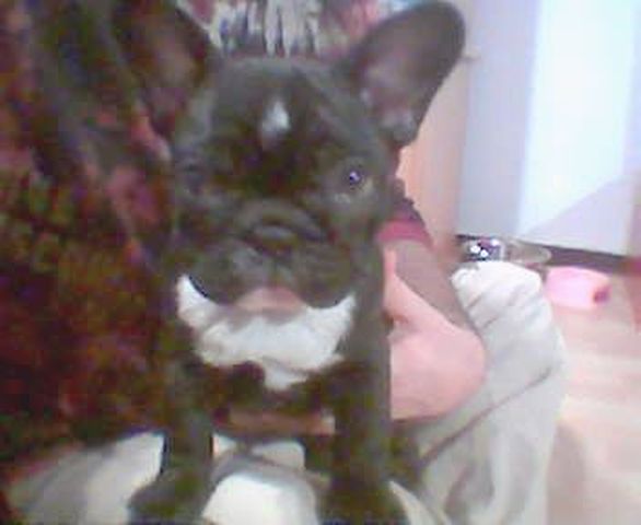 charlotte_la_copine_de_gizmo