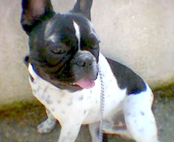 gizmo_au_parc_3