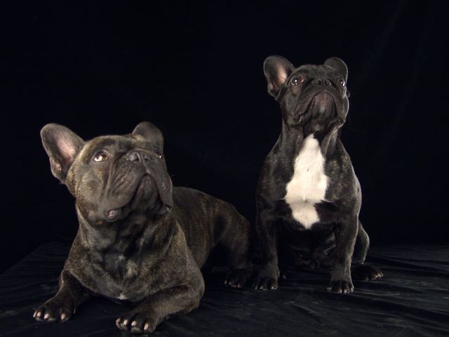 chiens_001 chiens_001