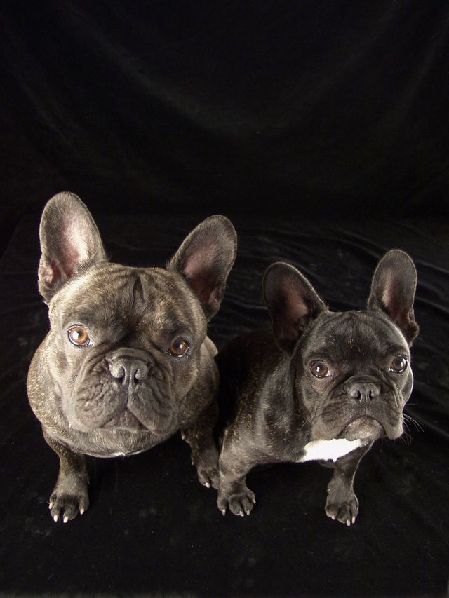 chiens_003 chiens_003