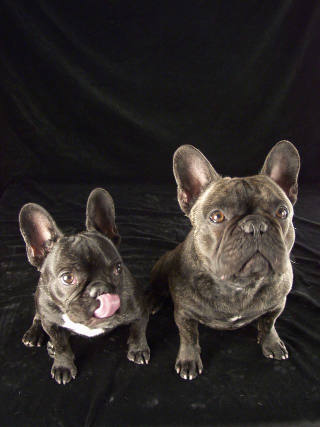 chiens_006