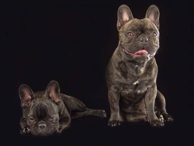 chiens_019r chiens_019r