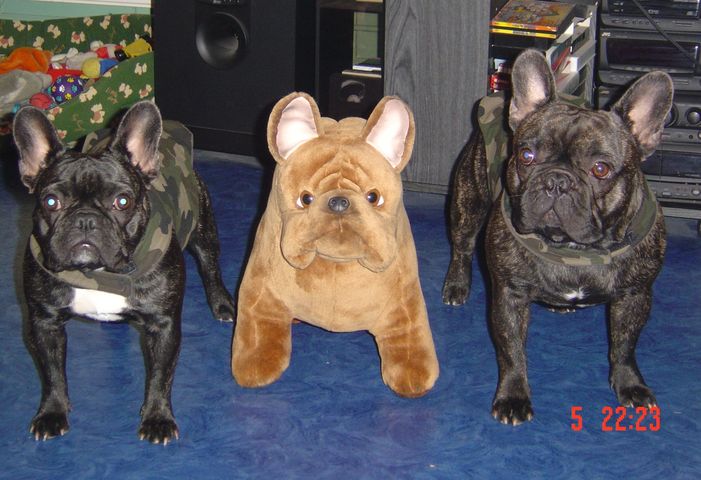 pluschbully_manteau_petit