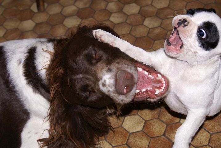 Moogwaï joue avec Bandit, son cousin de Selommes