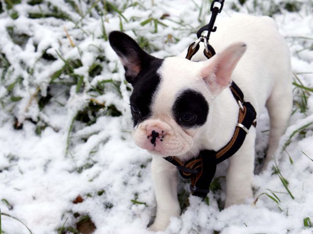 Les joies de l'hiver