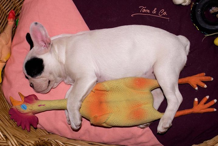 Moogwaï et sa poule