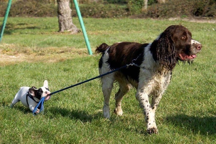Moogwaï promène Bandit
