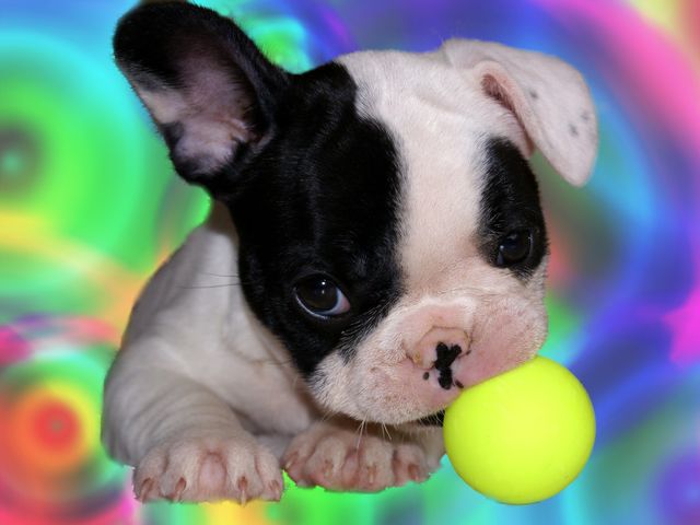 Mon boule et sa balle