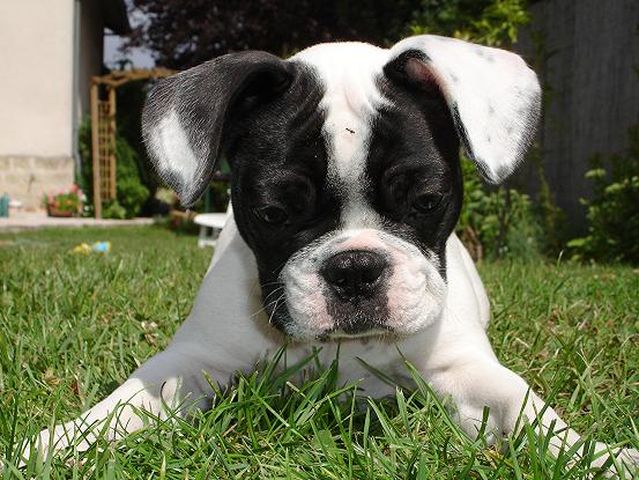 Nikita et la fourmie