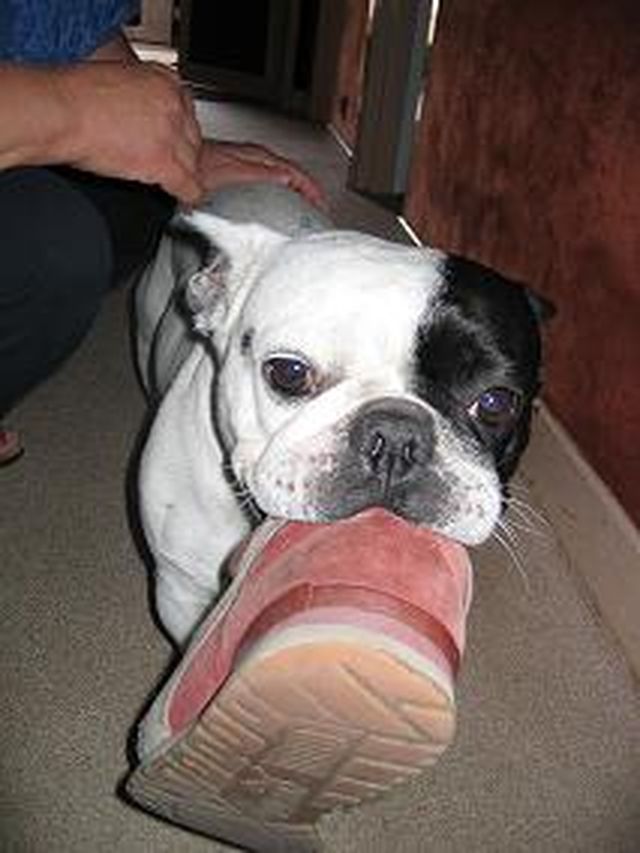 Boule_et_la_chaussure