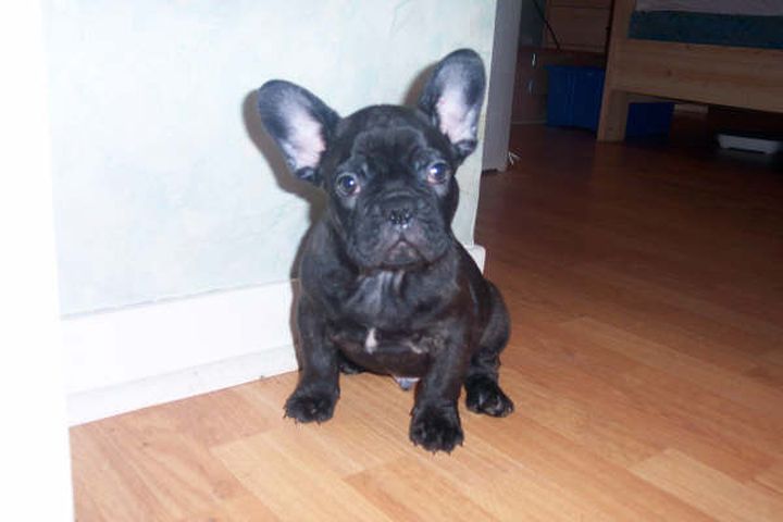 chiots_le_09-2-_1_0106_046