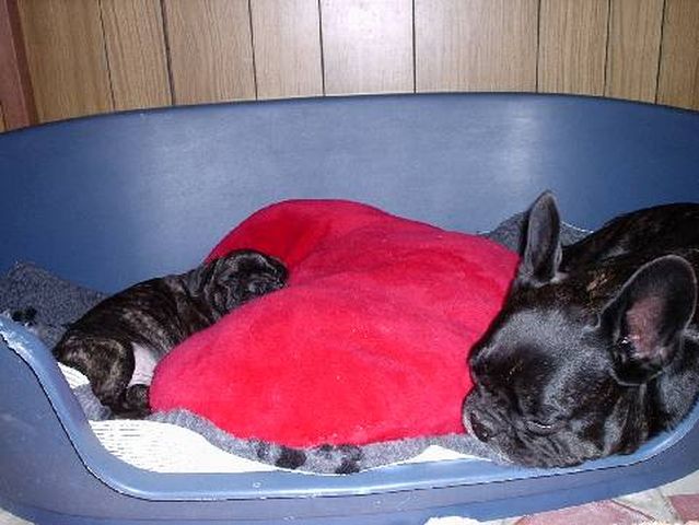 Roméo et son fiston Mowgli