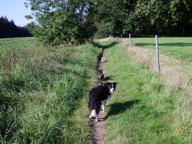 Roméo, Mowgli et Fidou Roméo, Mowgli et Fidou